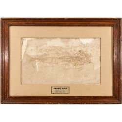 White Hills Fossil Fish