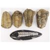 Image 1 : Collection of 5 Fossils