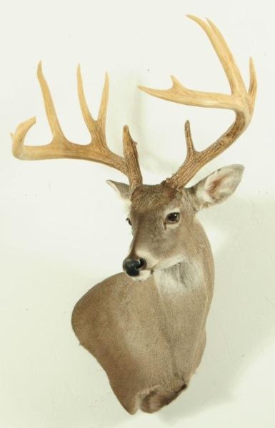 12 Point Deer Rack 12 Point Whitetail Deer Mount