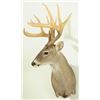 Image 2 : 12 Point Whitetail Deer Mount