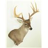 Image 3 : 12 Point Whitetail Deer Mount