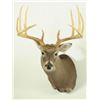 Image 2 : 12 Point Whitetail Deer Mount