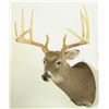 Image 3 : 12 Point Whitetail Deer Mount