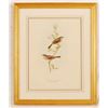 Image 1 : J & E Gould "Spectacle Warbler" Lithograph