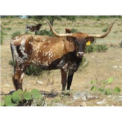 127 HCC Boomers Muffin