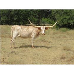 449 HCC Perfect Caliber