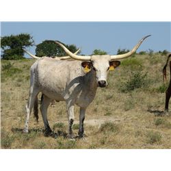 469 HCC Pretty Caliber