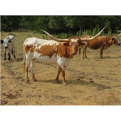 6/11 HCC Lady Memory