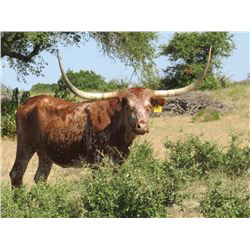 D/O CARBONARA COWGIRL