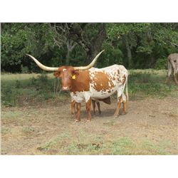 SHILOH'S PRECIOUS MEMORY