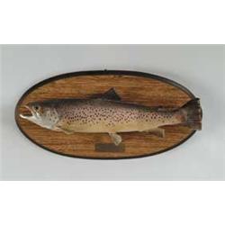 MOUNTED BROWN TROUT.