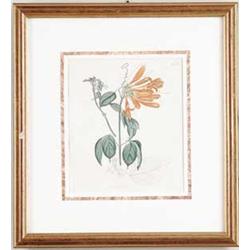 FRAMED BOTANICAL PRINT.