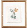 Image 1 : FRAMED BOTANICAL PRINT.