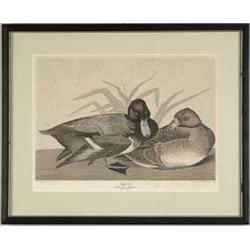 FRAMED AUDUBON PRINT "SCAUP DUCK".