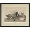 Image 1 : FRAMED AUDUBON PRINT "SCAUP DUCK".