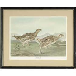 AUDUBON PRINT "SHARP-TAILED GROUSE".