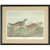 Image 1 : AUDUBON PRINT "SHARP-TAILED GROUSE".