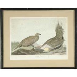 FRAMED AUDUBON BIRD PRINT "COCK OF THE PLAINS".