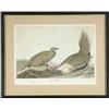Image 1 : FRAMED AUDUBON BIRD PRINT "COCK OF THE PLAINS".