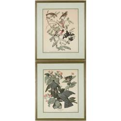 PAIR OF AUDUBON BIRD PRINTS.