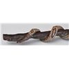 Image 3 : Folk Art Rattle Snake Walking Stick