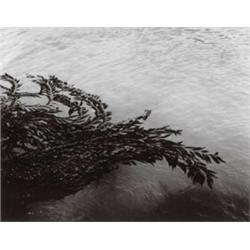 MINOR WHITE, (American, 1908- 1976), FLOATING KELP, titled, dated and signed "Floating Kelp, Poin...