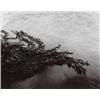 Image 1 : MINOR WHITE, (American, 1908- 1976), FLOATING KELP, titled, dated and signed "Floating Kelp, Poin...