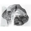 Image 1 : BARBARA MORGAN, (American, 1900-1992), FOSSIL IN FORMATION, signed and dated "Barbara Morgan 1965...
