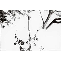 CHRIS ENOS, (American, b. 1944), THREE UNTITLED IMAGES FROM THE PLANT SERIES, each signed and dat...