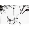 Image 1 : CHRIS ENOS, (American, b. 1944), THREE UNTITLED IMAGES FROM THE PLANT SERIES, each signed and dat...