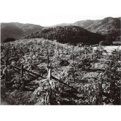 ANSEL ADAMS, (American, 1902-1984), TWO VINEYARD VIEWS, each signed "Ansel Adams" in ink below im...