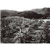 Image 1 : ANSEL ADAMS, (American, 1902-1984), TWO VINEYARD VIEWS, each signed "Ansel Adams" in ink below im...