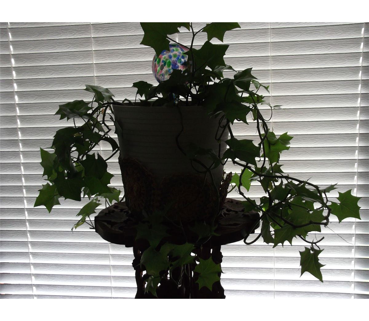 German Ivy & Plant Stand