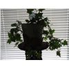 Image 1 : German Ivy & Plant Stand