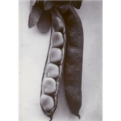 CHARLES JONES, (British, 1866-1959), BEAN LONGPOD, titled and initialed "Bean Longpod /C.J." in p...