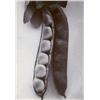 Image 1 : CHARLES JONES, (British, 1866-1959), BEAN LONGPOD, titled and initialed "Bean Longpod /C.J." in p...