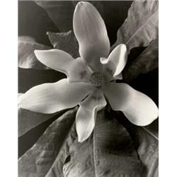 EDWARD STEICHEN, (American, b. Luxembourg, 1879-1973), UNTITLED (WHITE CLEMATIS), "#9" inscribed ...