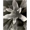 Image 1 : EDWARD STEICHEN, (American, b. Luxembourg, 1879-1973), UNTITLED (WHITE CLEMATIS), "#9" inscribed ...