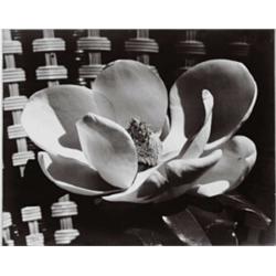 MAN RAY, (American, 1890-1976), MAGNOLIA BLOSSOM, signed and dated "Man Ray 1926", in pencil in l...