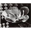 Image 1 : MAN RAY, (American, 1890-1976), MAGNOLIA BLOSSOM, signed and dated "Man Ray 1926", in pencil in l...