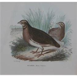 PAIR OF FRAMED 19TH CENTURY HAND COLORED ORNITHOLOGICAL LITHOGRAPHS, "Fetonte" after G. Amato a...