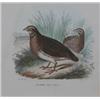 Image 1 : PAIR OF FRAMED 19TH CENTURY HAND COLORED ORNITHOLOGICAL LITHOGRAPHS, "Fetonte" after G. Amato a...