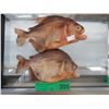 Image 1 : 2 Preserved Brazilian Piranhas