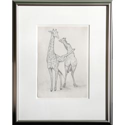 Michelle Rollman, Giraffe Kicking Giraffe, Graphite Drawing