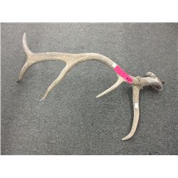 Deer antler