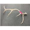 Image 1 : Deer antler