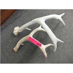 2 Animal antlers