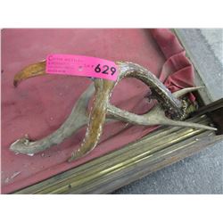 3 Small animal antlers