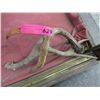 Image 1 : 3 Small animal antlers