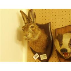 Stuffed and mounted hare's head…